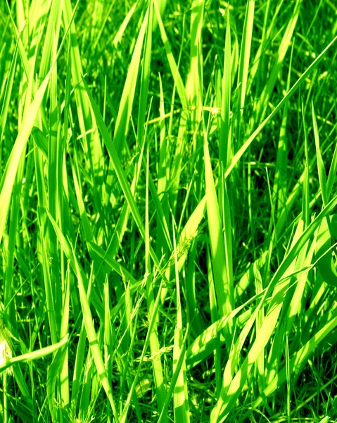 Gras achtergrond — Stockfoto