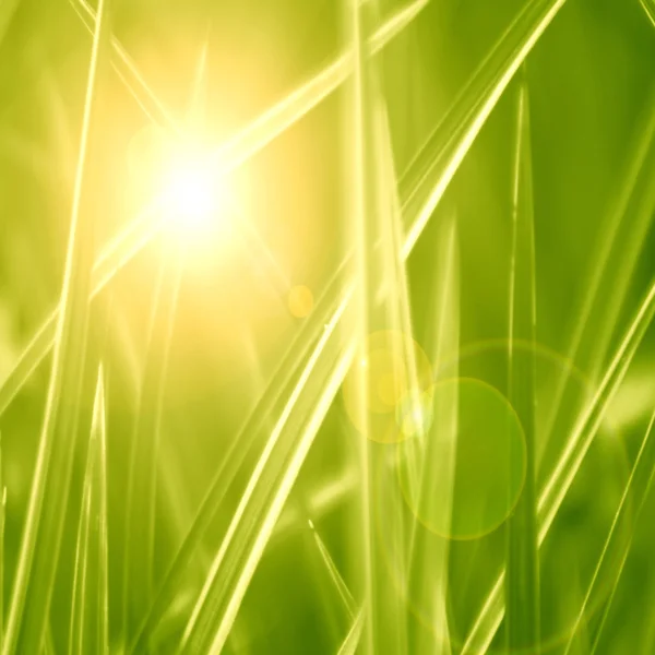 Grass background — Stock Photo, Image