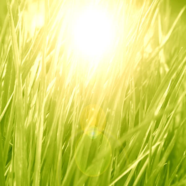 Grass background — Stock Photo, Image