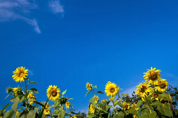 Sommar bakgrund — Stockfoto