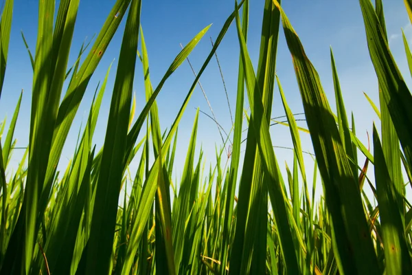 Fondo de naturaleza —  Fotos de Stock