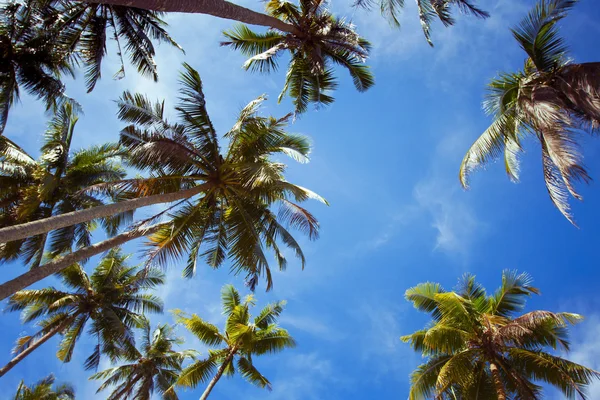 Tropical background — Stock Photo, Image