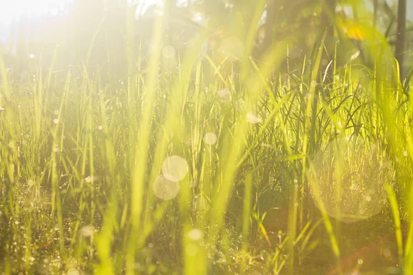 Sommer — Stockfoto