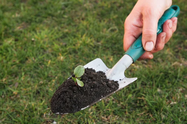 Jardinería — Foto de Stock