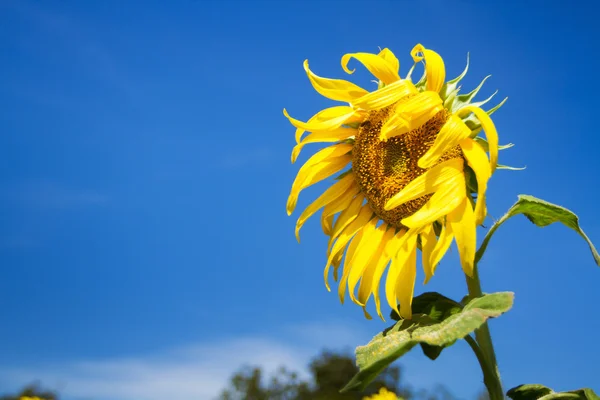 Zonnebloem — Stockfoto