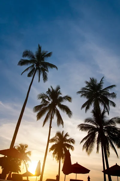 Palmen bei Sonnenuntergang — Stockfoto