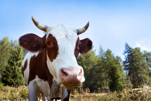 Cow in the pasture — Stock Photo, Image