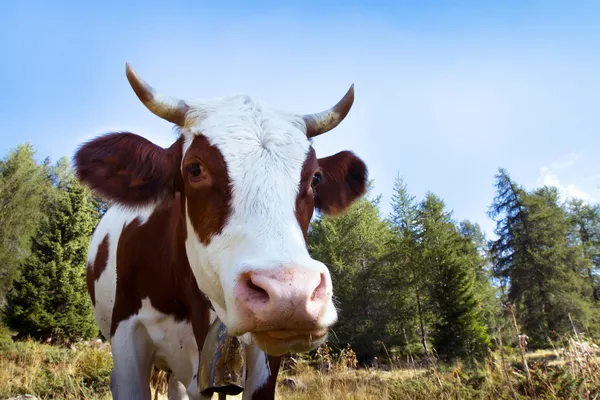 Vaca no pasto — Fotografia de Stock