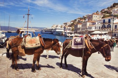 hydra liman