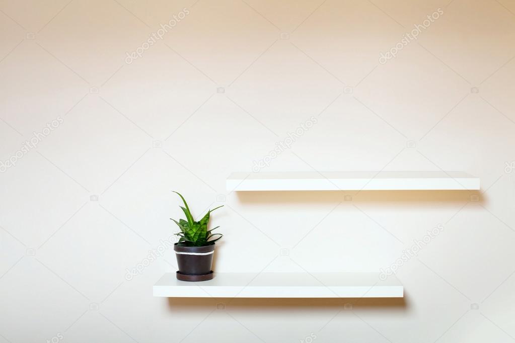 Two shelves with green plant in pot