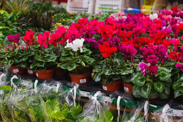 Mercado de flores —  Fotos de Stock