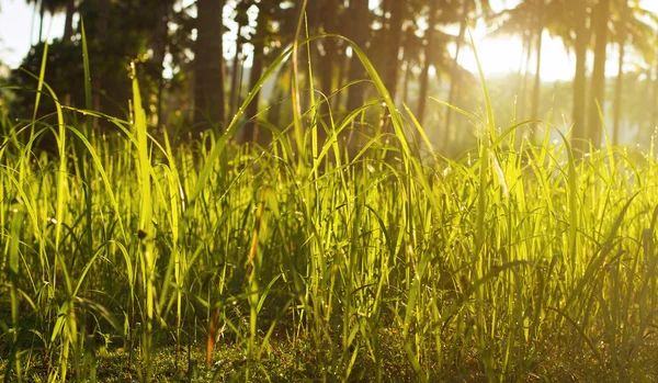 Hierba verde — Foto de Stock