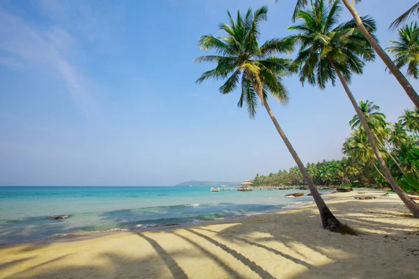 Palm trees — Stock Photo, Image