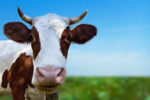 Cow in  field — Stock Photo, Image