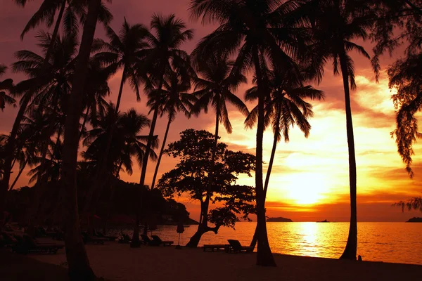 Palmy przez zachód słońca — Zdjęcie stockowe