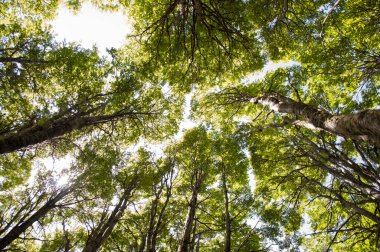 Ormandaki yeşil yapraklar