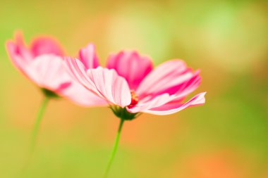 ılık zemin üzerine pembe cosmos çiçek