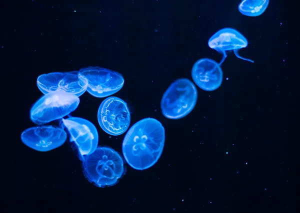 Curved jellyfish figure — Stock Photo, Image