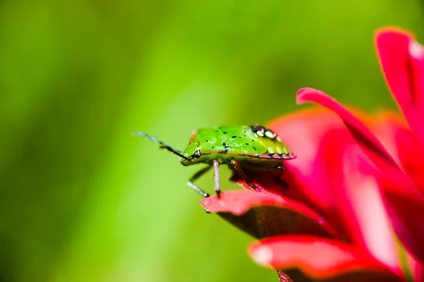Insecto apestoso verde del sur (Nezara viridula) larva en flor roja —  Fotos de Stock