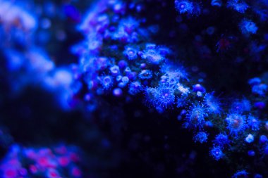 makro çekim, mavi actinia akvaryum