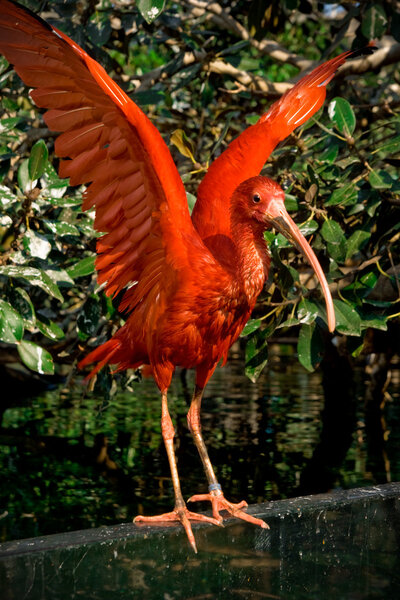 Scarlet ibis with open wings on magnolia leaves background at Oceanografic, Valencia