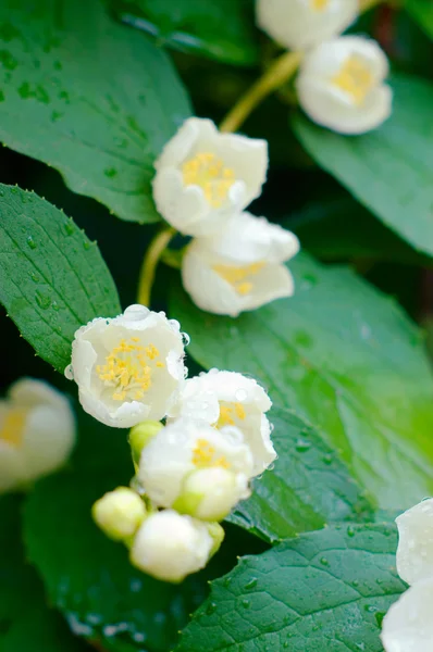 雨の後のジャスミンの花 — ストック写真