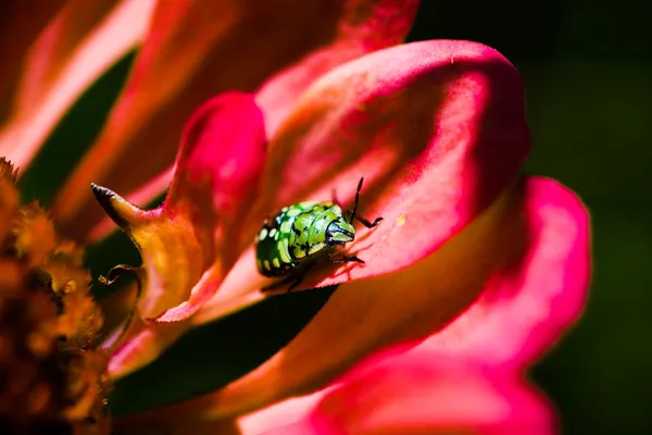 Southern green stink bug (Nezara viridula) larva on red flowers petals on green background — Stock Photo, Image