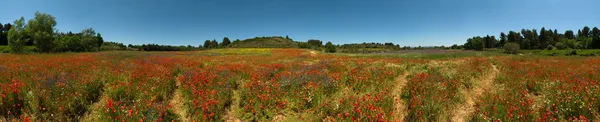Panorama 360 derece vahşi bir haşhaş alana, çevre narbonne, Fransa