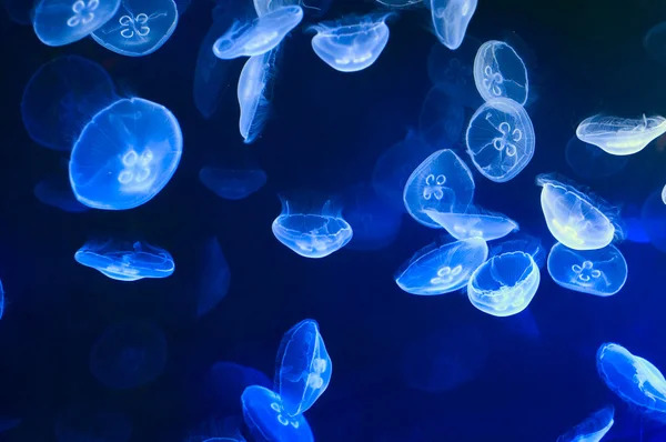 Transparent jellyfishes in aquarium — Stock Photo, Image