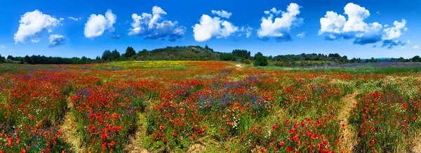 Campo de flores de verano en Francia Fotos de stock libres de derechos