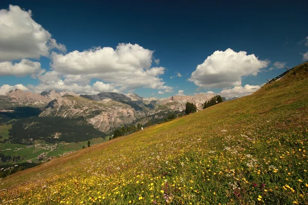 Dolomity - kvetoucí louka — Stock fotografie