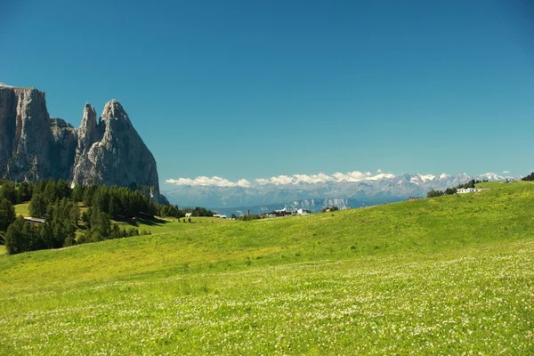 Dolomity - kvetoucí louka — Stock fotografie