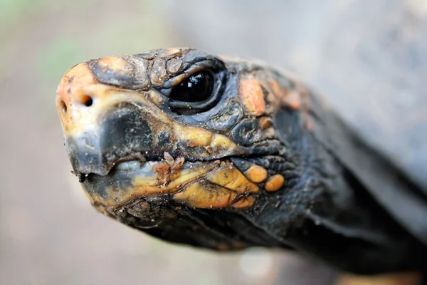 Schildkrötenkopf aus nächster Nähe — Stockfoto