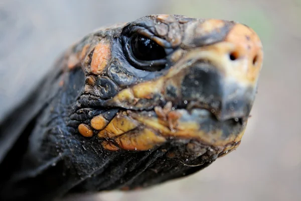 Schildkrötenkopf konzentriert sich auf Augen — Stockfoto