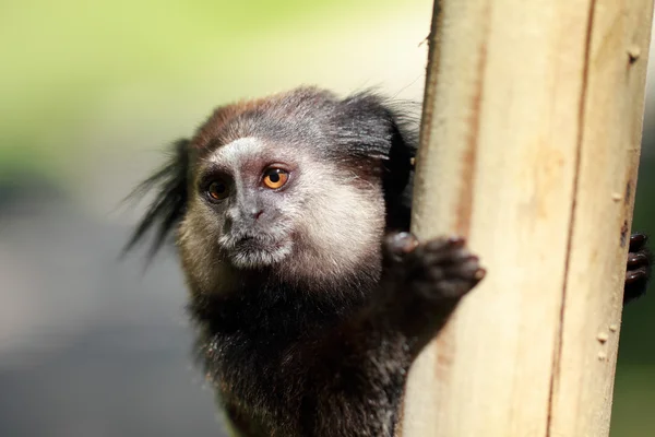 Marmoset μαύρο-φουντωτές close-up — Φωτογραφία Αρχείου