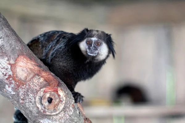 Μαύρο-φουντωτές marmoset — Φωτογραφία Αρχείου