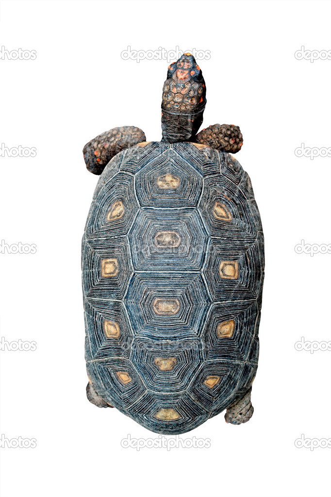 Turtle top view