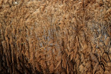 Sheep hair (Texture) clipart