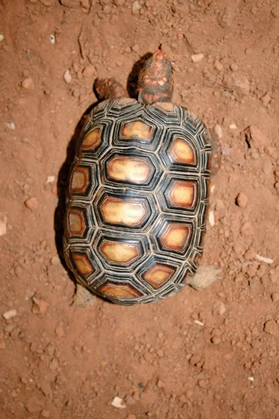 Vista superior da tartaruga — Fotografia de Stock
