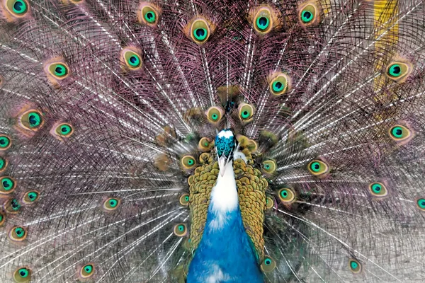 Peafowl indiano — Fotografia de Stock