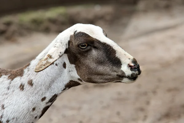 Shorn sheep — Stock Photo, Image