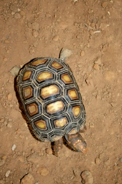 Вид сверху на черепаху — стоковое фото