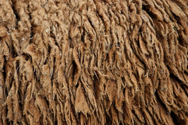 Sheep hair (Texture) — Stock Photo, Image