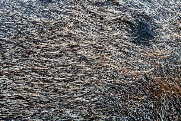 Cabelo de porco (Textura ) — Fotografia de Stock