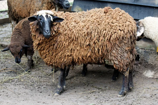 Dark sheep — Stock Photo, Image