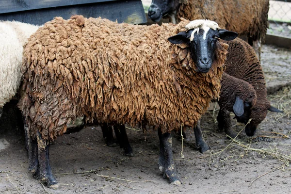 Black sheep — Stock Photo, Image