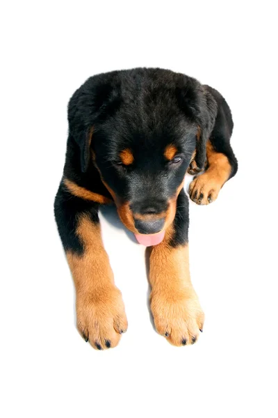 Rottweiller puppy — Stock Photo, Image