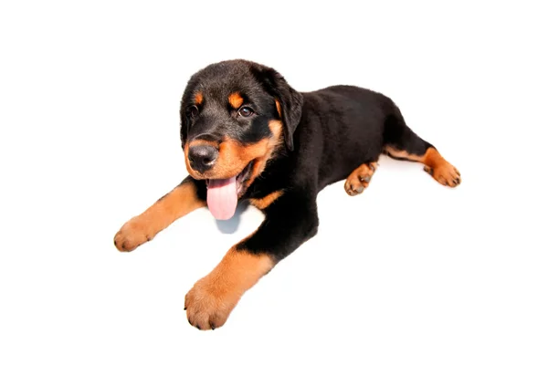 Rottweiller puppy — Stock Photo, Image