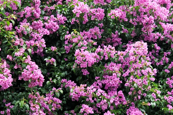 Glory Purple Tree — Stock Photo, Image