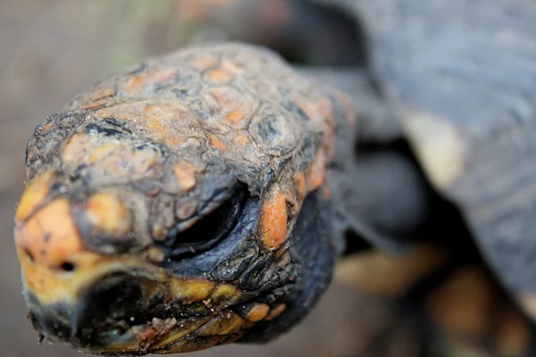 Schildkrötenkopf konzentriert sich auf Augen — Stockfoto